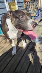 Found/Stray Female Dog last seen Near 4th and Wood, White Bear Lake, MN 55110