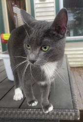 Found/Stray Female Cat last seen Summerfield Road and Sterns Road, Secor Rd,  48144