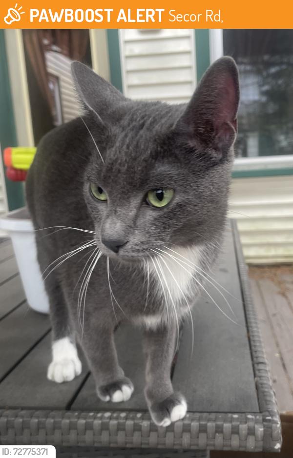 Found/Stray Female Cat last seen Summerfield Road and Sterns Road, Secor Rd,  48144