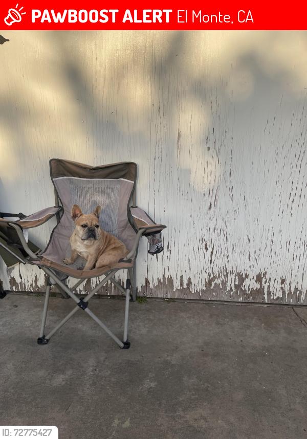 Lost Female Dog last seen Arden , El Monte, CA 91731