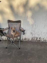 Lost Female Dog last seen Arden , El Monte, CA 91731