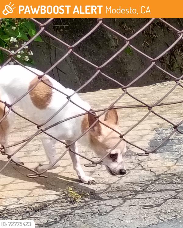Found/Stray Unknown Dog last seen Prescott / Briggsmore (alley behind In Shape), Modesto, CA 95350