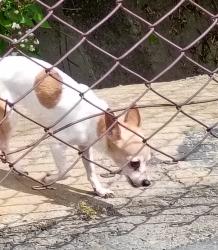 Found/Stray Unknown Dog last seen Prescott / Briggsmore (alley behind In Shape), Modesto, CA 95350