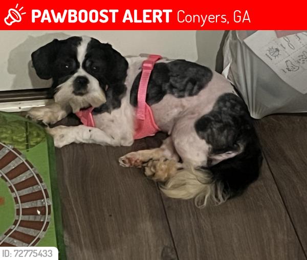 Lost Female Dog last seen Near Millstream Hollow , Conyers, GA 30012