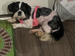 Lost Female Dog last seen Near Millstream Hollow , Conyers, GA 30012