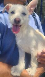 Found/Stray Female Dog last seen 49th and Central , Los Angeles, CA 90011