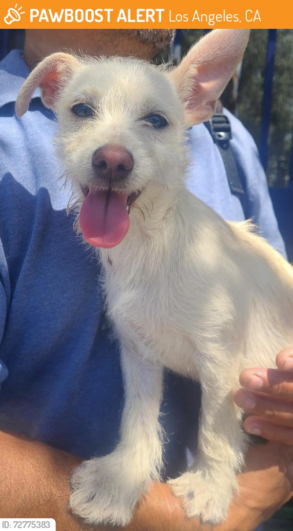 Found/Stray Female Dog last seen 49th and Central , Los Angeles, CA 90011