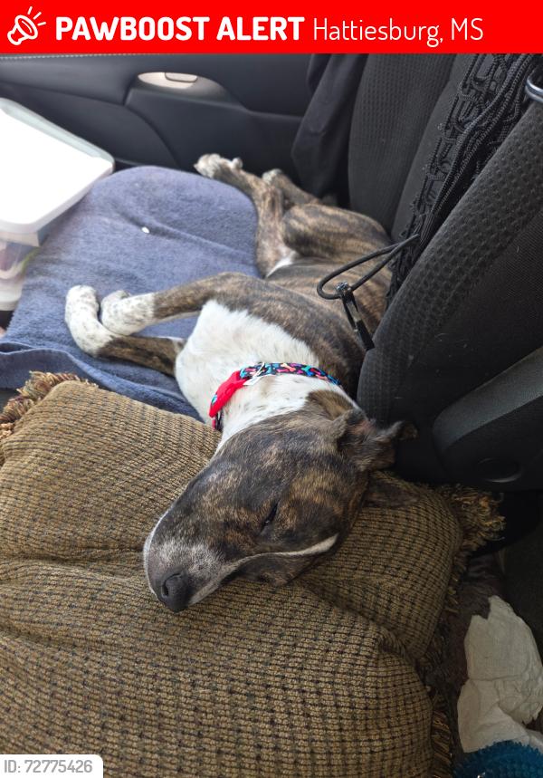 Lost Female Dog last seen Taylor Rd & Hwy 98, Hattiesburg, MS 39401
