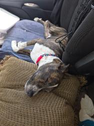 Lost Female Dog last seen Taylor Rd & Hwy 98, Hattiesburg, MS 39401