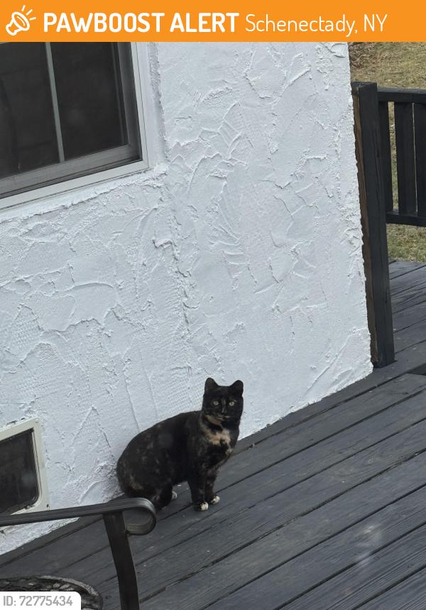 Found/Stray Unknown Cat last seen Nott St Ellis hosp area , Schenectady, NY 12308