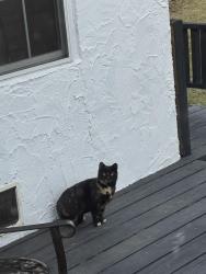 Found/Stray Unknown Cat last seen Nott St Ellis hosp area , Schenectady, NY 12308