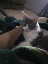 Lost Male Cat last seen bakersfield ca, Bakersfield, CA 93306