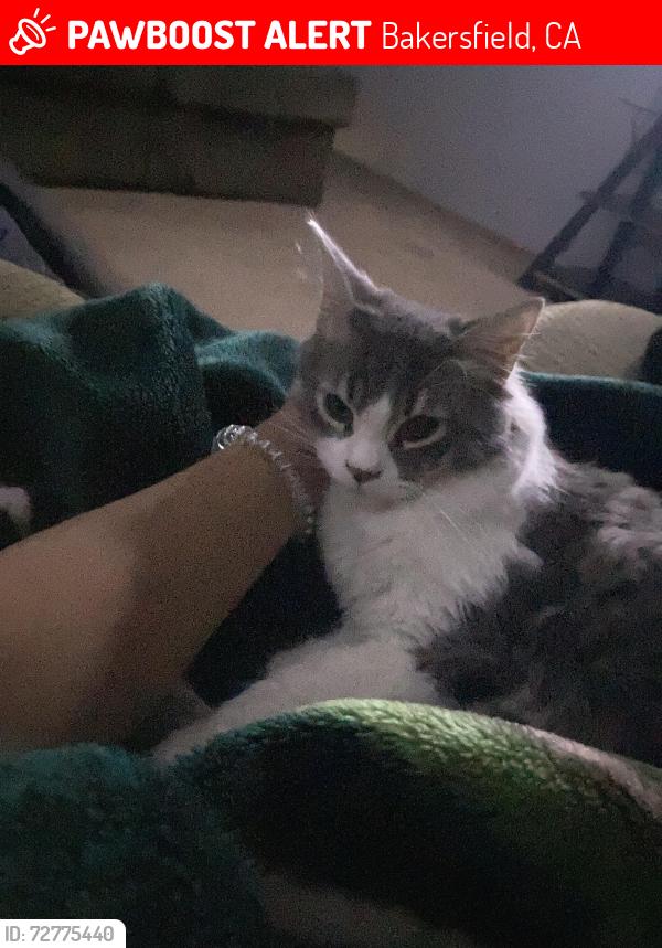 Lost Male Cat last seen bakersfield ca, Bakersfield, CA 93306