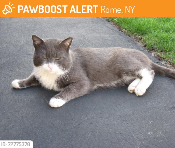 Found/Stray Male Cat last seen Kriswood Drive, Kilbourne Road , Rome, NY 13440
