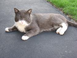 Found/Stray Male Cat last seen Kriswood Drive, Kilbourne Road , Rome, NY 13440