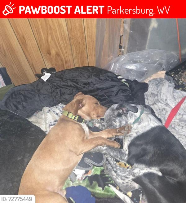 Lost Male Dog last seen Near th street , Parkersburg, WV 26101