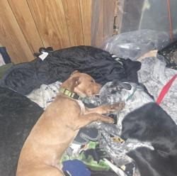 Lost Male Dog last seen Near th street , Parkersburg, WV 26101