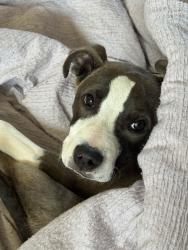 Lost Male Dog last seen Elk grove blvd and bruceville, Elk Grove, CA 95758