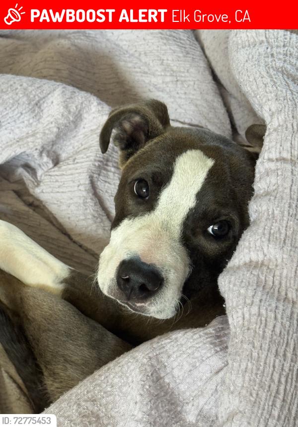 Lost Male Dog last seen Elk grove blvd and bruceville, Elk Grove, CA 95758
