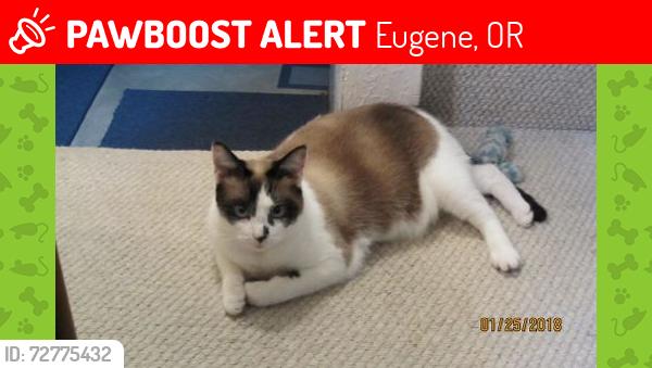 Lost Female Cat last seen Onyx Place/32nd Street, Eugene, OR 97405