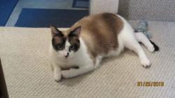 Lost Female Cat last seen Onyx Place/32nd Street, Eugene, OR 97405