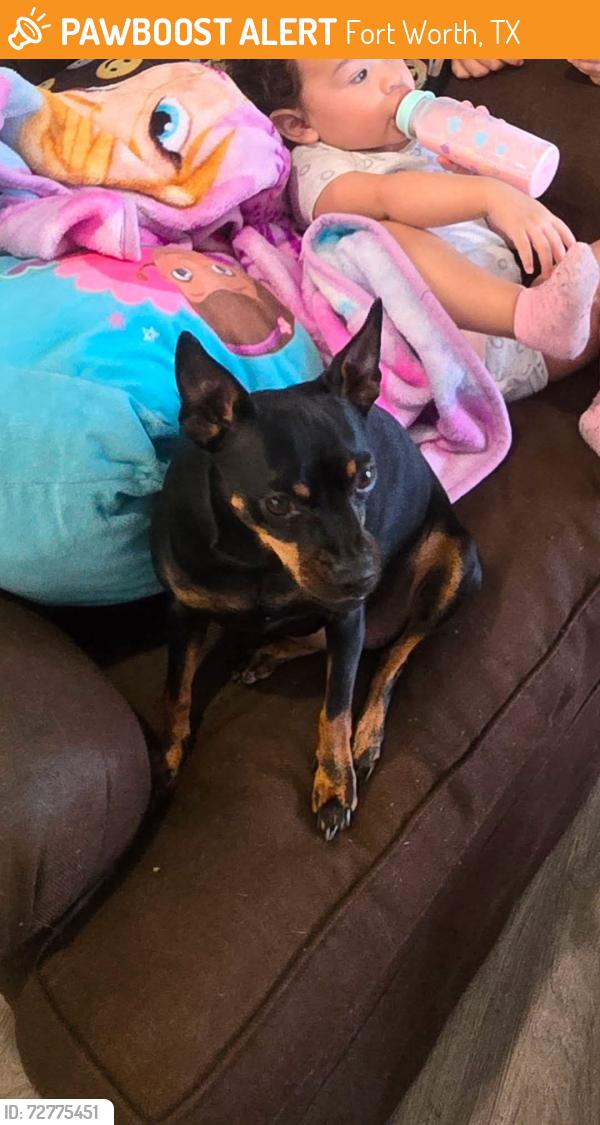 Found/Stray Female Dog last seen Chester Boyer, Fort Worth, TX 76111
