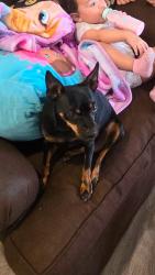 Found/Stray Female Dog last seen Chester Boyer, Fort Worth, TX 76111
