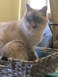 Lost Male Cat last seen Near st. And 129th, Tulsa, OK 74134