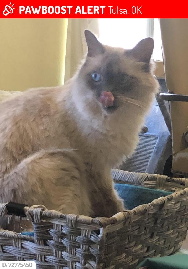 Lost Male Cat last seen Near st. And 129th, Tulsa, OK 74134
