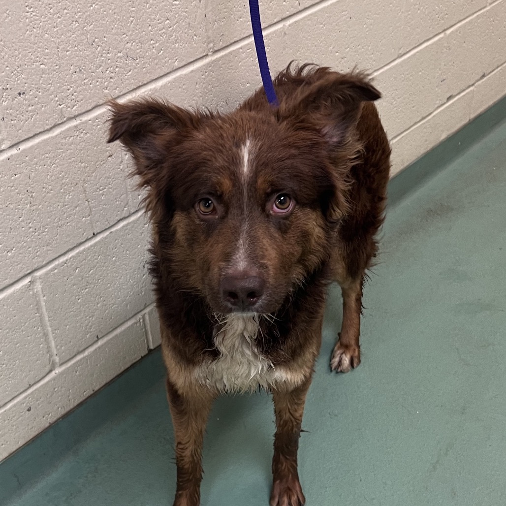 Shelter Stray Male Dog last seen , Memphis, TN 38133