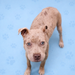 Shelter Stray Female Dog last seen , Memphis, TN 38133