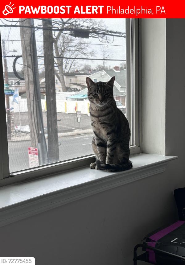 Lost Male Cat last seen Academy & Linden, Philadelphia, PA 19114
