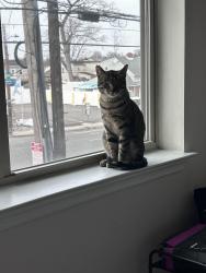 Lost Male Cat last seen Academy & Linden, Philadelphia, PA 19114