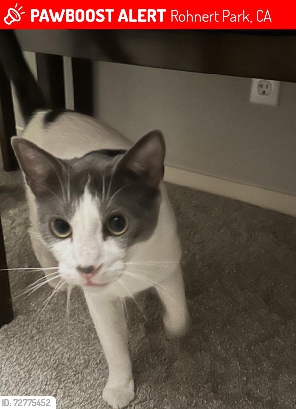 Lost Male Cat last seen Camino Colegio and Magnolia Drive , Rohnert Park, CA 94928