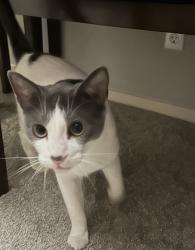 Lost Male Cat last seen Camino Colegio and Magnolia Drive , Rohnert Park, CA 94928