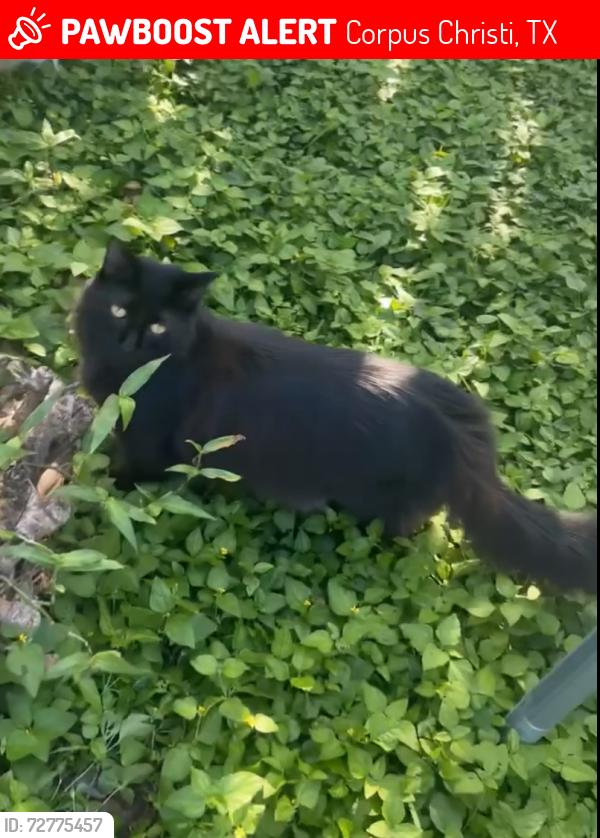 Lost Male Cat last seen Sierra Blanca blvd , Corpus Christi, TX 78413