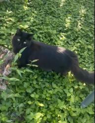 Lost Male Cat last seen Sierra Blanca blvd , Corpus Christi, TX 78413