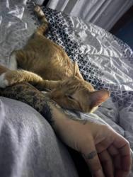Lost Male Cat last seen 3rd and Forest , Saint Paul, MN 55106