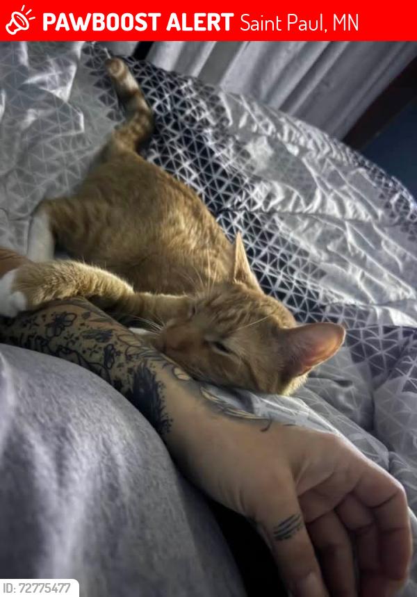 Lost Male Cat last seen 3rd and Forest , Saint Paul, MN 55106