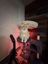 Lost Male Cat last seen Kamaikin , Kennewick, WA 99336
