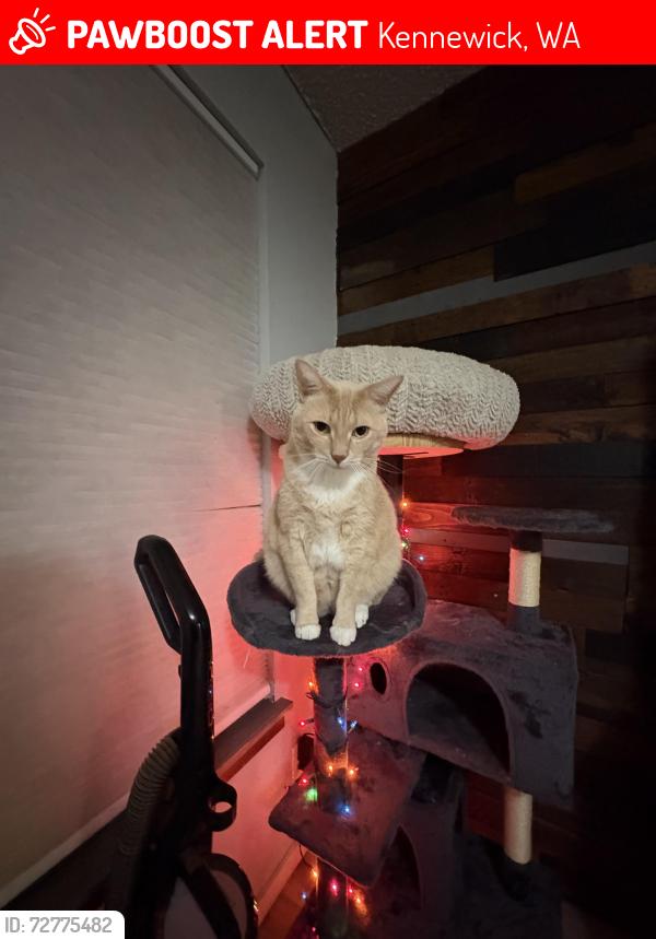 Lost Male Cat last seen Kamaikin , Kennewick, WA 99336