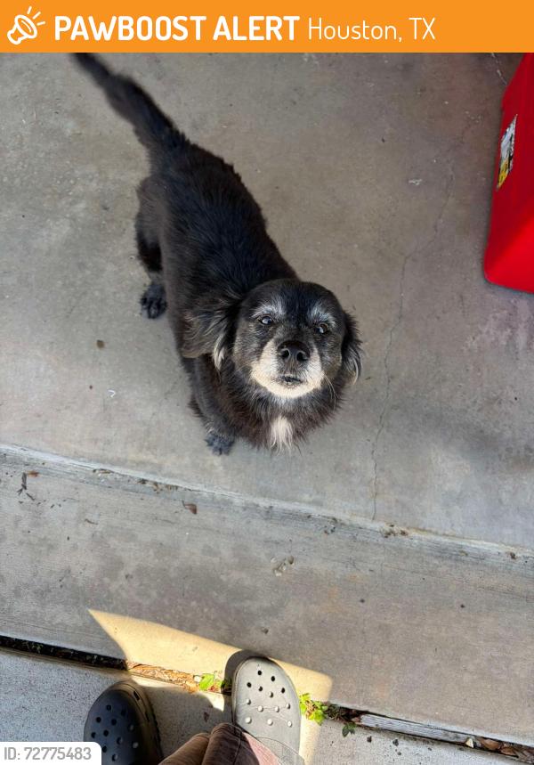 Found/Stray Unknown Dog last seen Near gessner rd, Houston, TX 77041