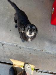 Found/Stray Unknown Dog last seen Near gessner rd, Houston, TX 77041