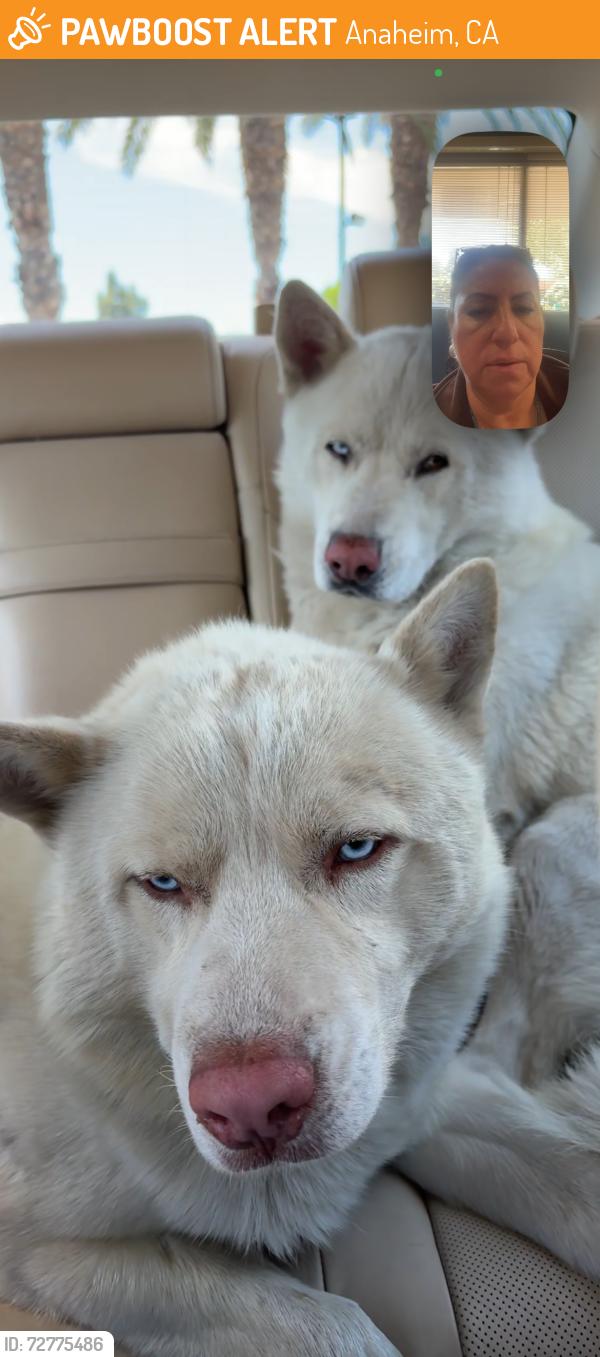 Found/Stray Unknown Dog last seen Lincoln Ave, Anaheim, Anaheim, CA 92803