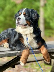 Reunited Male Dog last seen Geyers Church Rd, Middletown, PA 17057