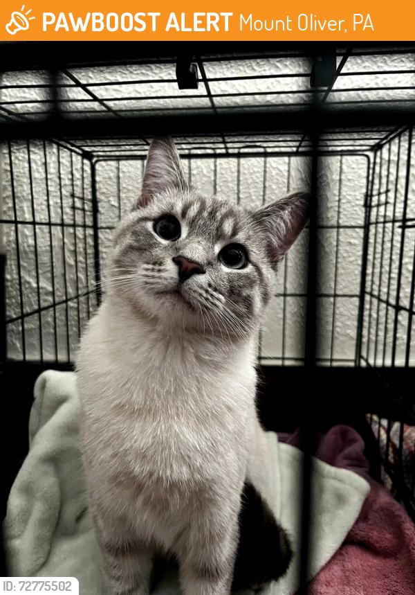 Found/Stray Male Cat last seen Near Block of Charles Street Knoxville Area, Mount Oliver, PA 15210