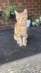Lost Male Cat last seen Westbourne Grammar School, Truganina, VIC 3029