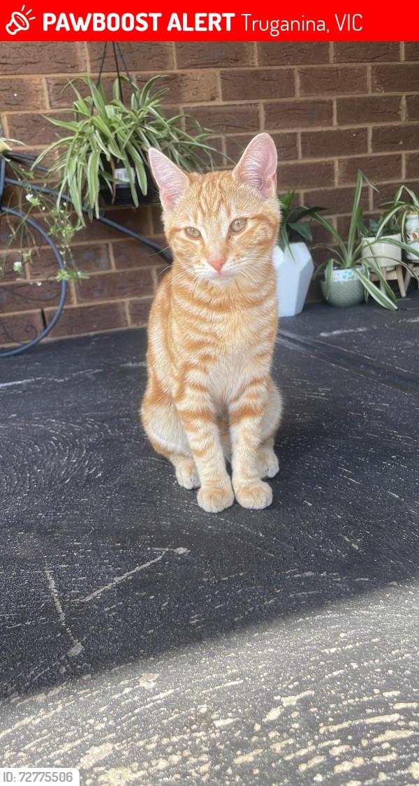 Lost Male Cat last seen Westbourne Grammar School, Truganina, VIC 3029