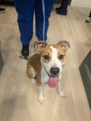 Found/Stray Female Dog last seen Near N and 700 , Greenfield, IN 46140