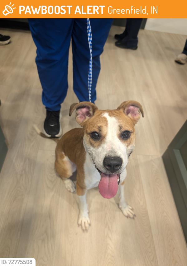 Found/Stray Female Dog last seen Near N and 700 , Greenfield, IN 46140